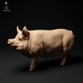 35130312_berkshire-pig-2.jpg