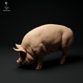 35130313_berkshire-pig-grazing-2.jpg