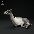 35130317_alpine-goat-lying-3.jpg