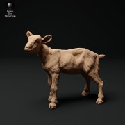 35130324_alpine-goat-kid-stand-1.jpg