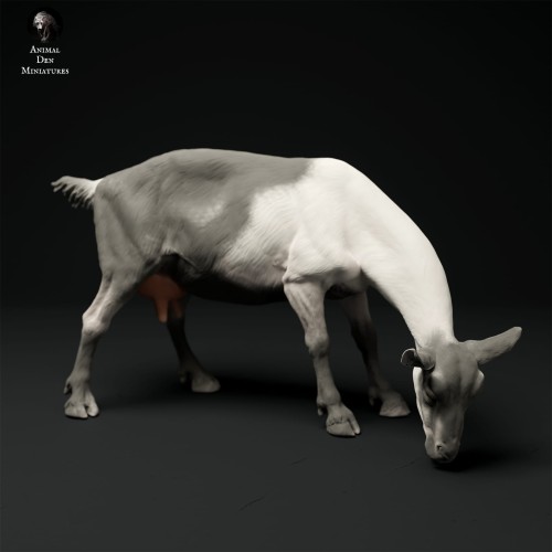 35130316_alpine-goat-grazing-3.jpg