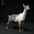35130321_alpine-goat-stand-3.jpg