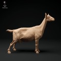 35130321_alpine-goat-stand-2.jpg