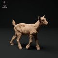 35130323_alpine-goat-kid-walk-2.jpg
