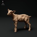 35130324_alpine-goat-kid-stand-1.jpg