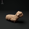 35130326_cornwall-longwool-lamb-lying-2.jpg