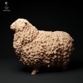35130327_cornwall-longwool-ram-1.jpg