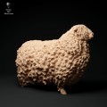 35130327_cornwall-longwool-ram-2.jpg