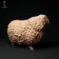 35130328_cornwall-longwool-ram-stand2-1.jpg