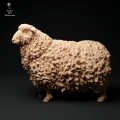 35130330_cornwall-longwool-sheep-1.jpg
