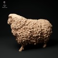 35130331_cornwall-longwool-sheep2-2.jpg