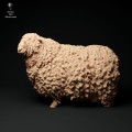 35130328_cornwall-longwool-ram-stand2-2.jpg