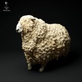 35130329_cornwall-longwool-ram-walking-3.jpg