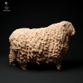 35130329_cornwall-longwool-ram-walking-2.jpg