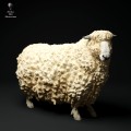 35130331_cornwall-longwool-sheep2-3.jpg