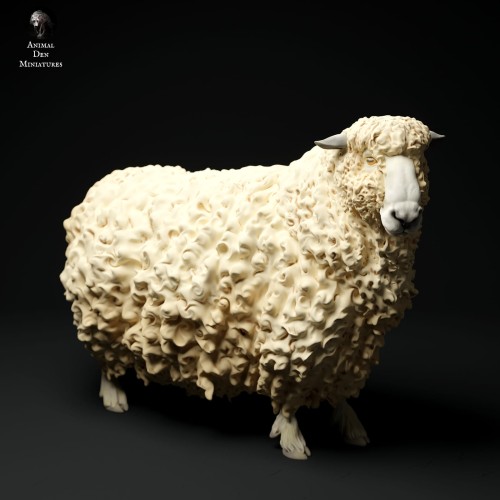 35130331_cornwall-longwool-sheep2-3.jpg