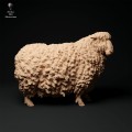35130331_cornwall-longwool-sheep2-1.jpg
