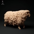 35130332_cornwall-longwool-sheep-walk-1.jpg