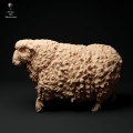 35130332_cornwall-longwool-sheep-walk-2.jpg