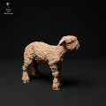35130326_cornwall-longwool-lamb-1.jpg