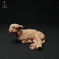 35130326_cornwall-longwool-lamb-lying-1.jpg