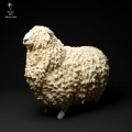 35130327_cornwall-longwool-ram-3.jpg