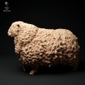 35130329_cornwall-longwool-ram-walking-1.jpg