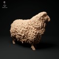 35130330_cornwall-longwool-sheep-2.jpg