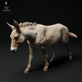 35130334_donkey-3.jpg