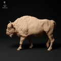 35130430_resize-eu-bison-walk-1.jpg
