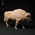 35130430_resize-eu-bison-walk-2.jpg