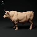 35130337_red-devon-bull-1.jpg