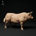 35130337_red-devon-bull-2.jpg