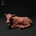 35130338_red-devon-calf-lying-3.jpg