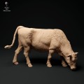 35130340_red-devon-cow-grazing-1.jpg