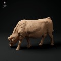 35130340_red-devon-cow-grazing-2.jpg