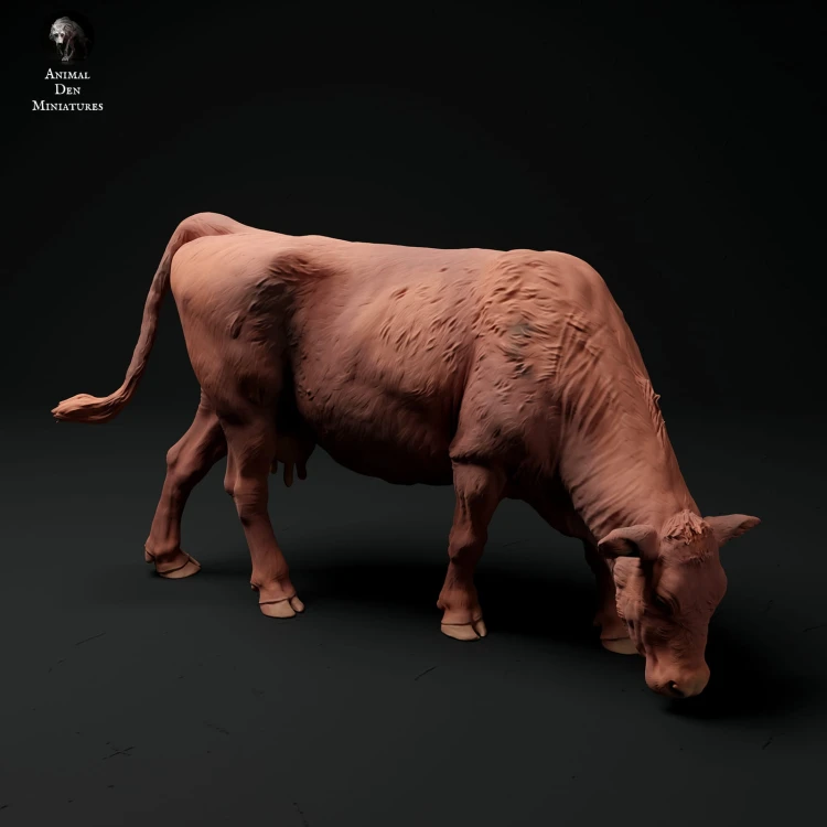 35130340_red-devon-cow-grazing-3.jpg