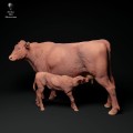 35130339_red-devon-cow-feeding-calf-3.jpg