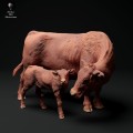 35130342_red-devon-calf-and-cow-3.jpg