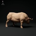 35130335_red-devon-bull-grazing-2.jpg