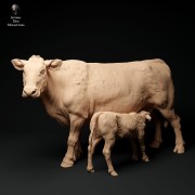 35130339_red-devon-cow-feeding-calf-1.jpg