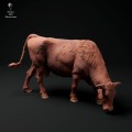 35130340_red-devon-cow-grazing-3.jpg