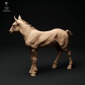 35130344_suffolk-punch-foal-stand-2.jpg