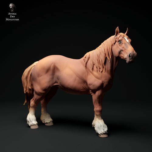 35130347_suffolk-punch-horse-mare-stand-3.jpg
