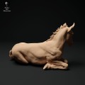 35130343_suffolk-punch-horse-foal-lying-2.jpg