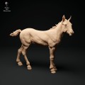 35130344_suffolk-punch-foal-stand-1.jpg