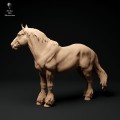 35130347_suffolk-punch-horse-mare-stand-2.jpg
