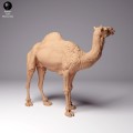 35130259_dromedary-camel-male-1.jpg