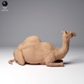 35130260_dromedary-camel-female-2.jpg