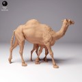 35130261_dromedary-camel-female-with-calf-2.jpg